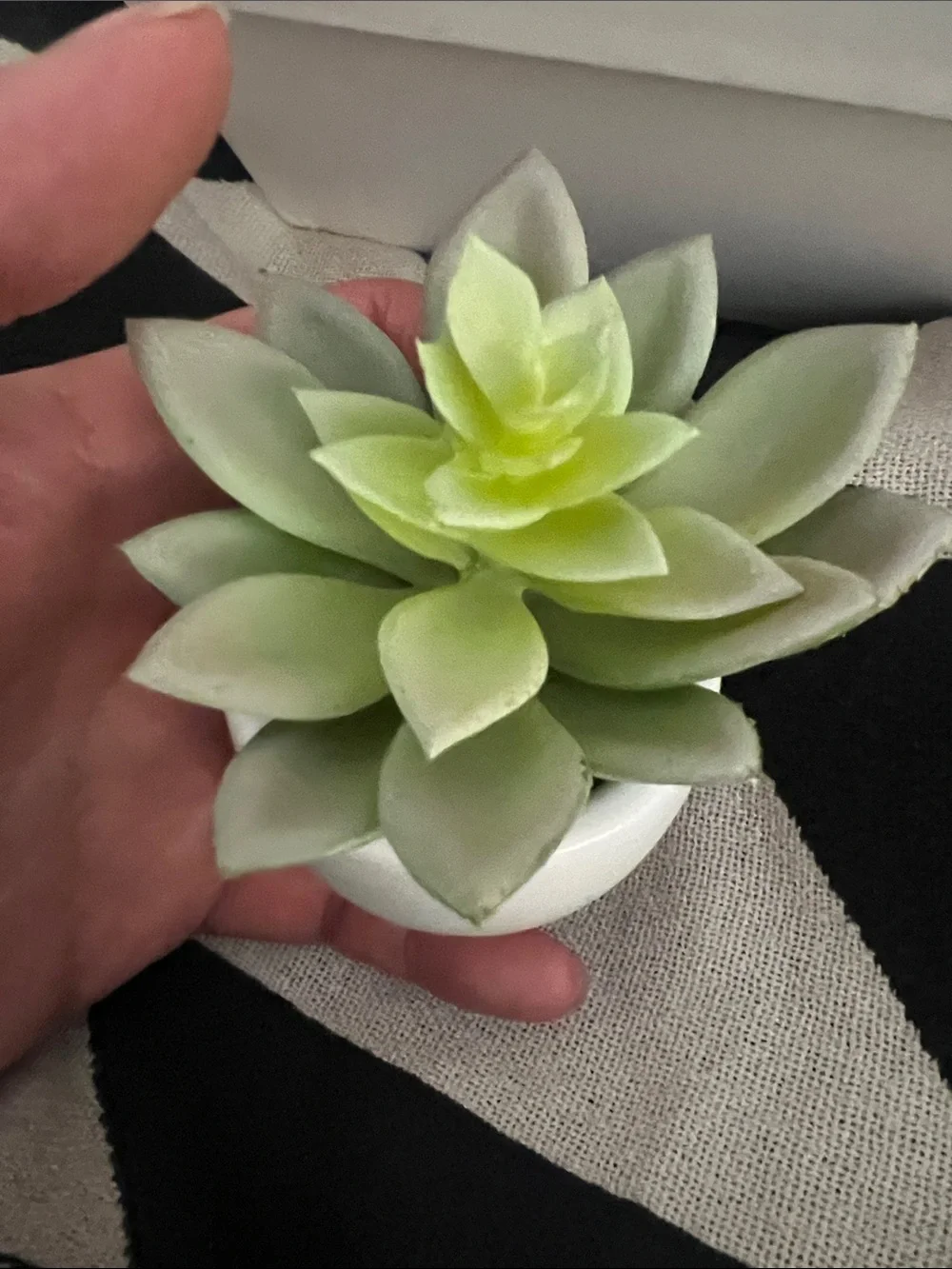Artificial Succulent in White Ceramic Pot - Super Cute